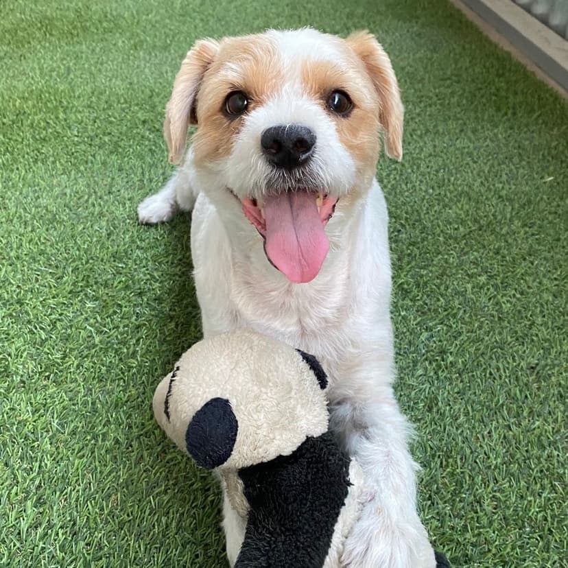 dog playing